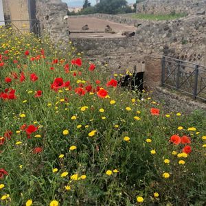 Meet your Posher, Carmen